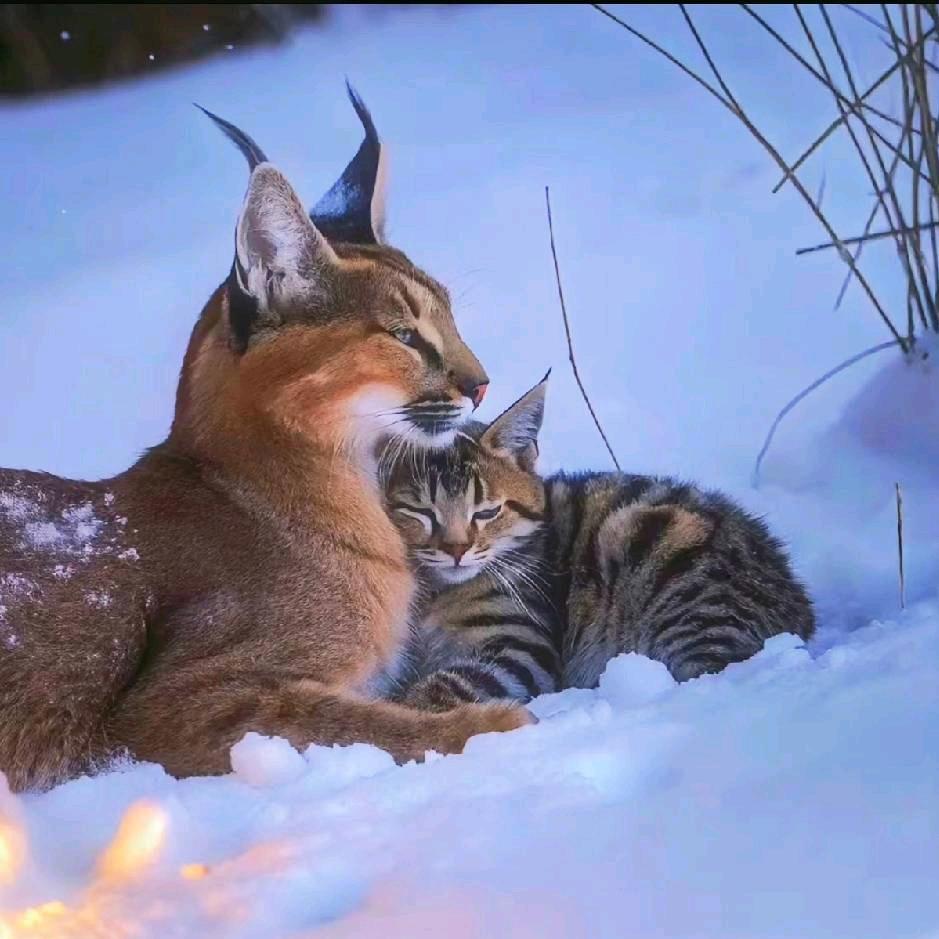 重生的茶叶蛋🥚