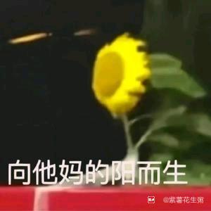 暴躁萝卜头