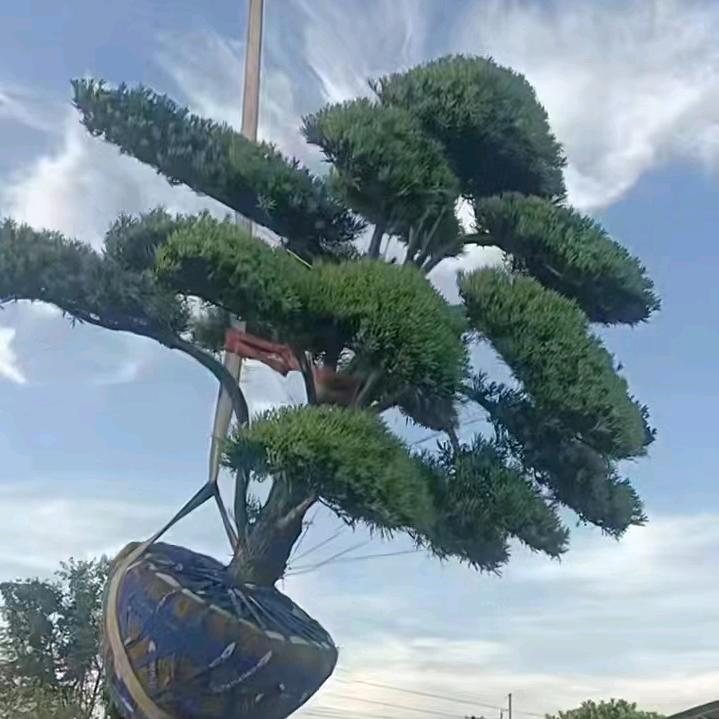 吕培森