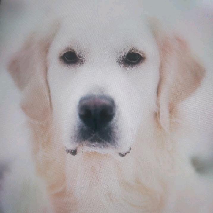 🐕飘飘（夜来飘香）💕