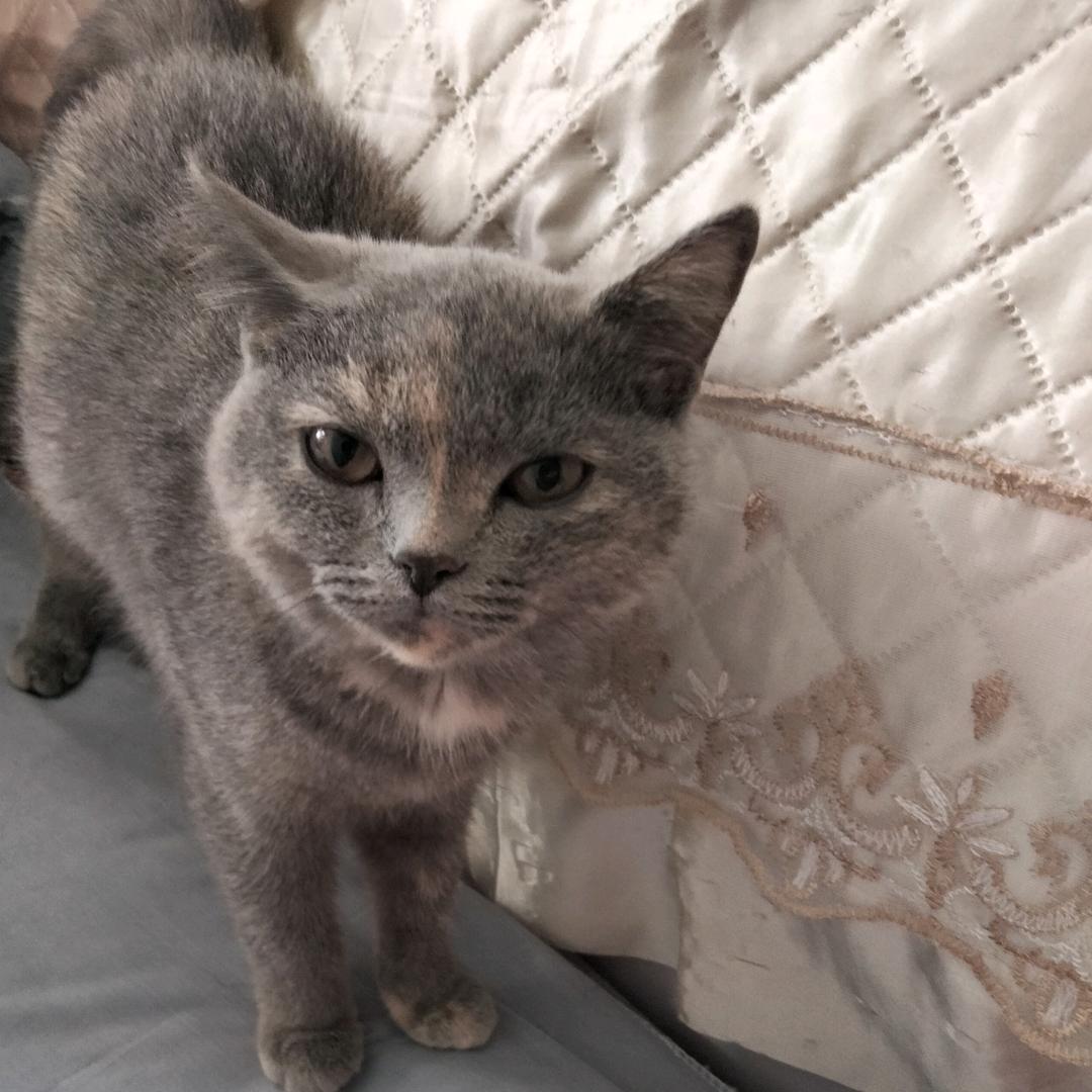 一花一树一菩提