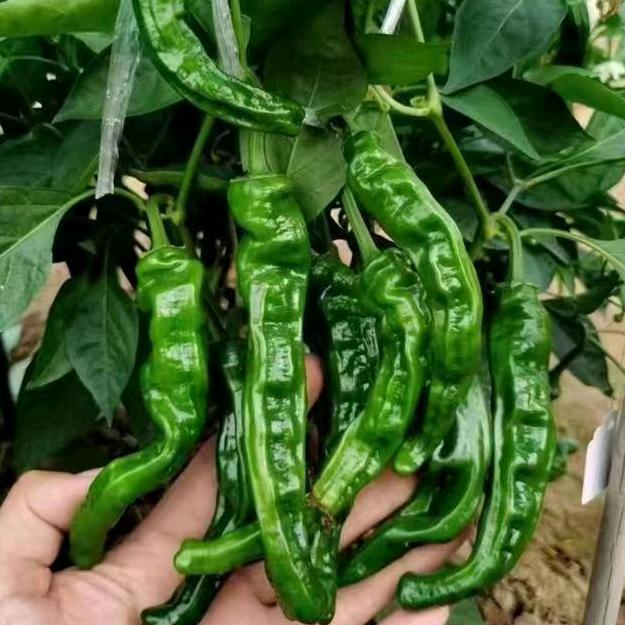 阜南县肆季优选蔬菜店