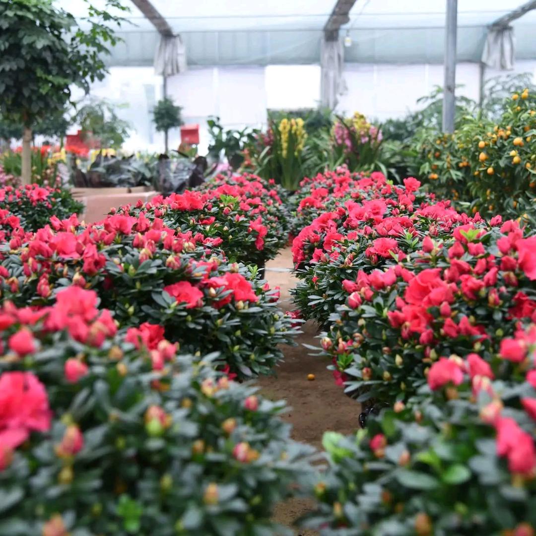 花卉种植大户老王