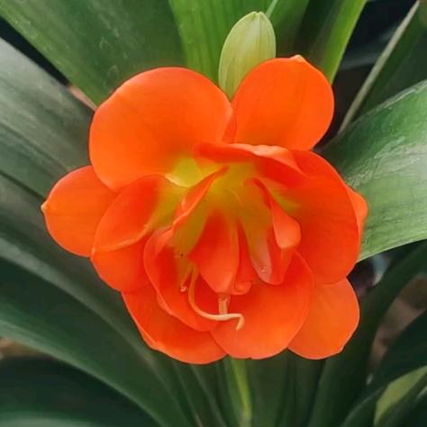 小鱼精品君子兰