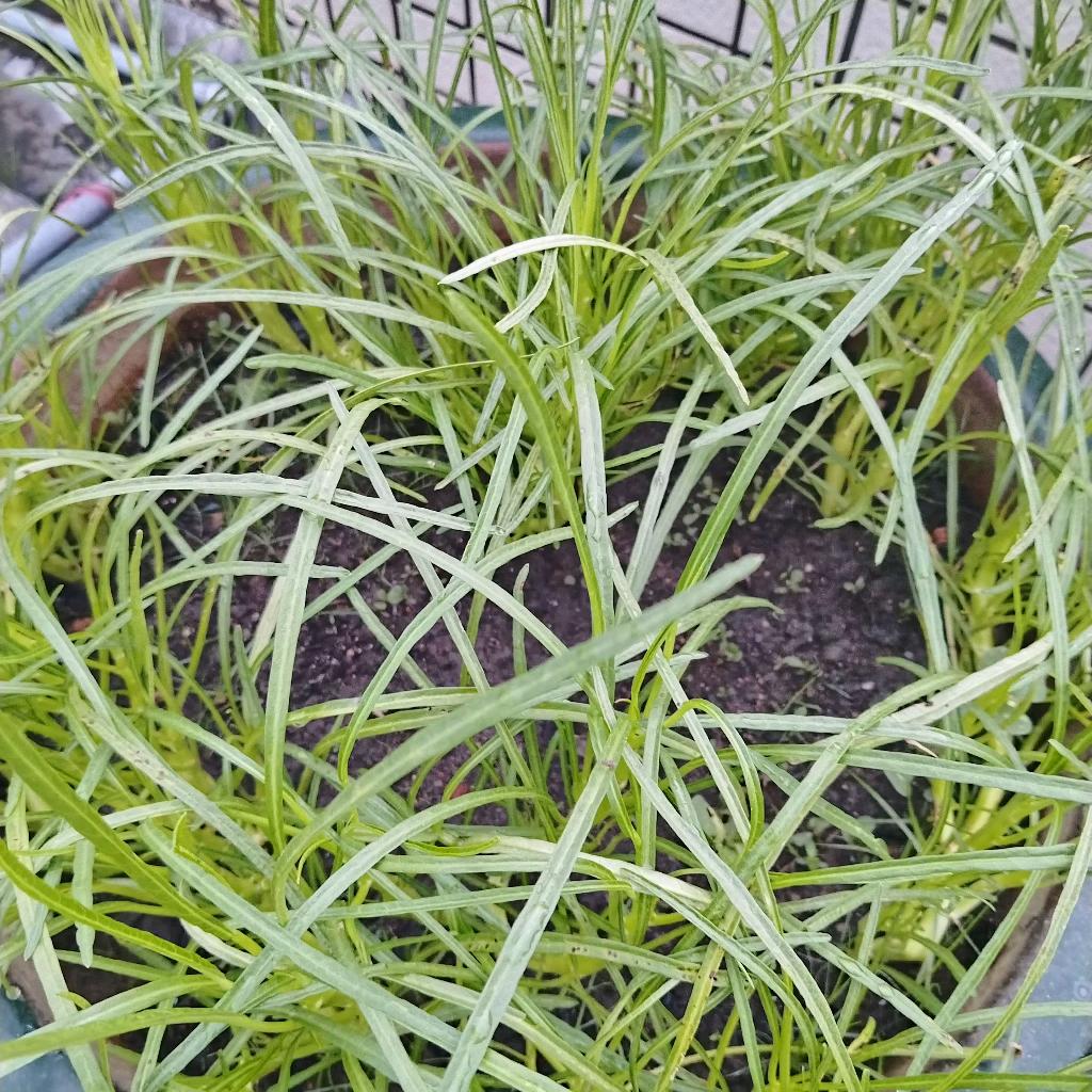 茉莉头像