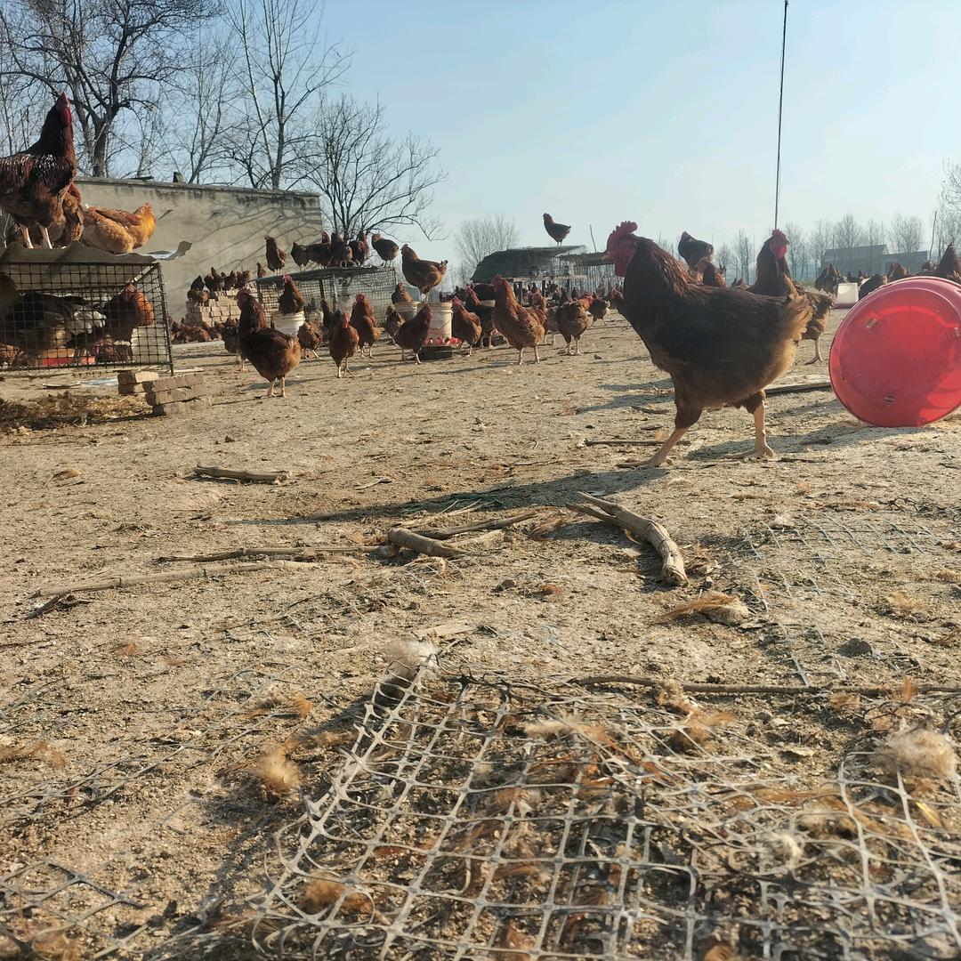 农家🐔