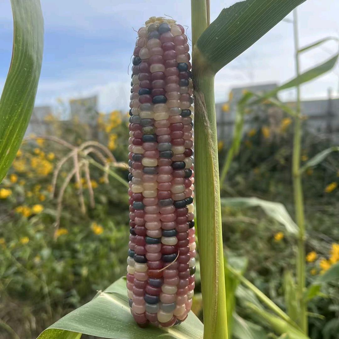 禾满田玉米小店