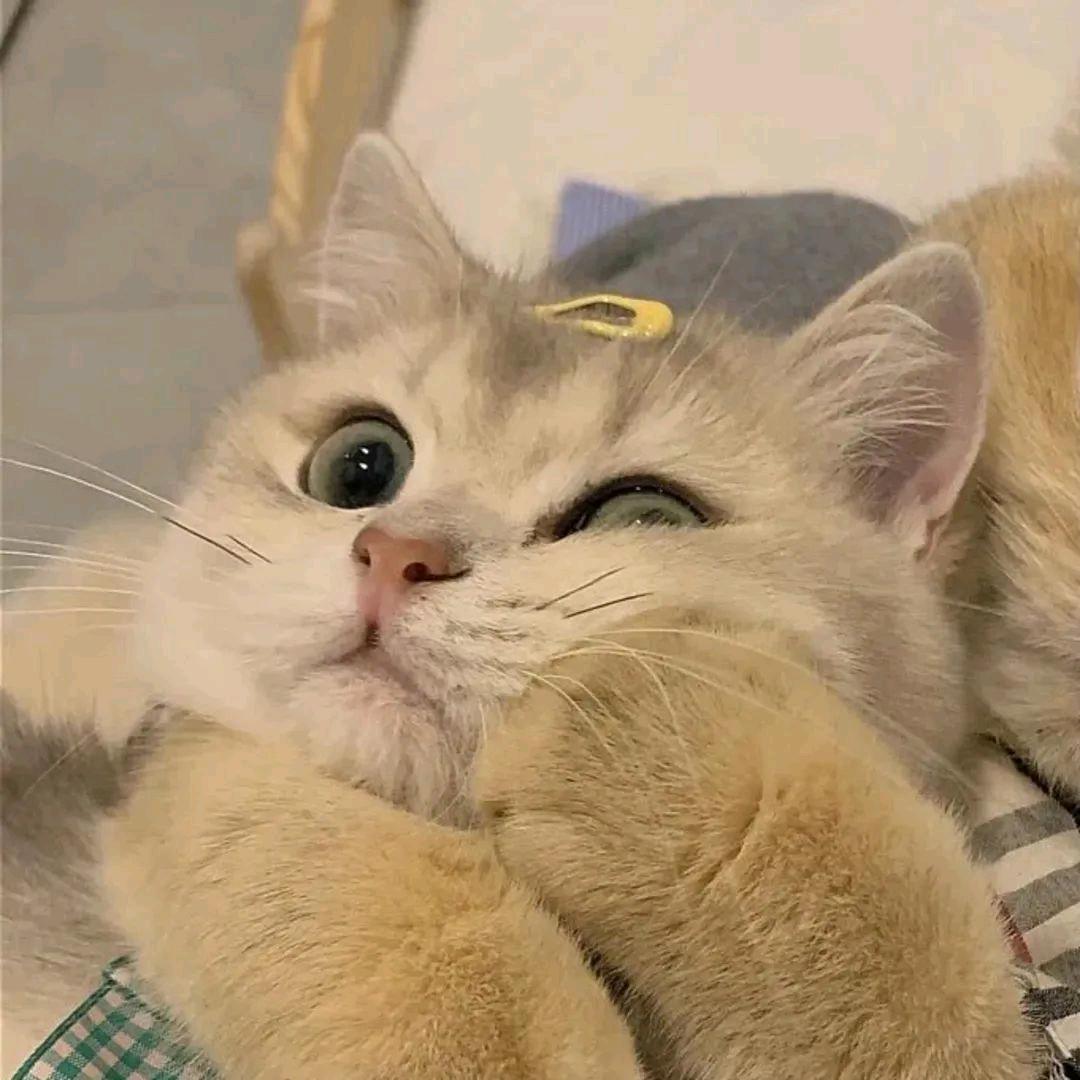 柒盼