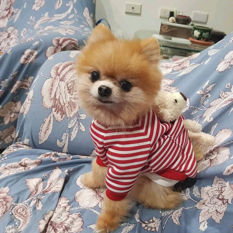 香菇妹