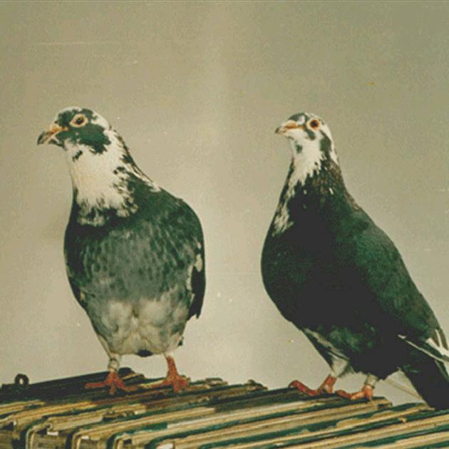 小王赛鸽远程鸽