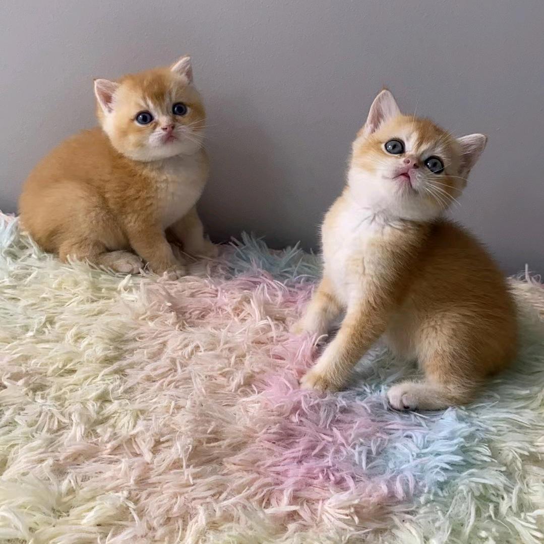 多多宠物猫