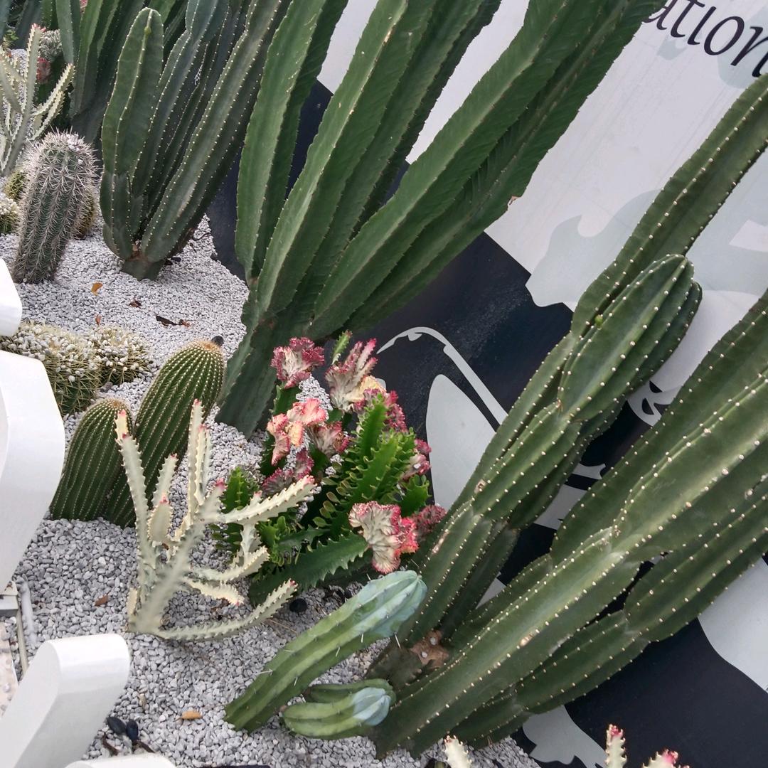 深山兰花(拒绝连赞)