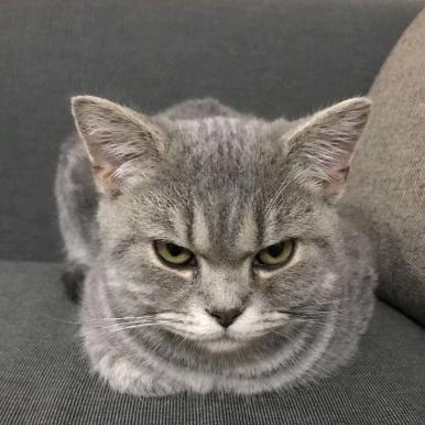 鋒