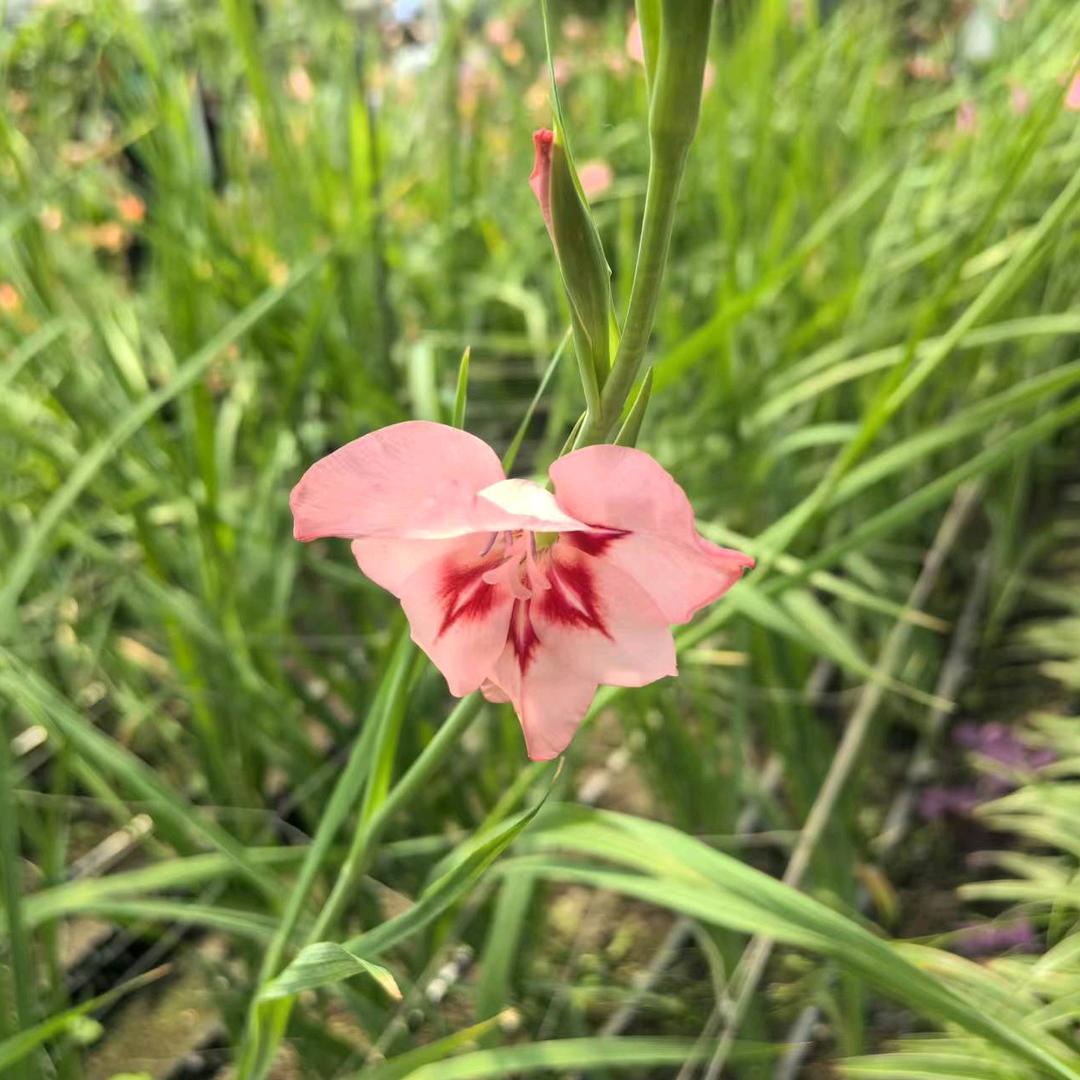 王💋💋头像