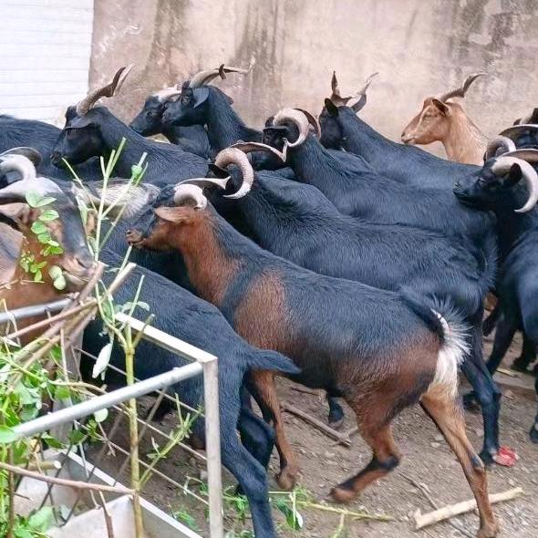 凉山小刘 爱羊人