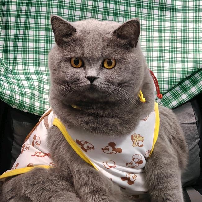 猛猛不萌