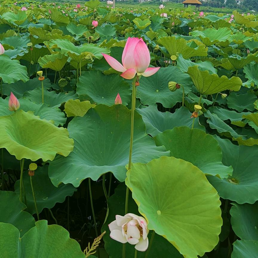 方芳