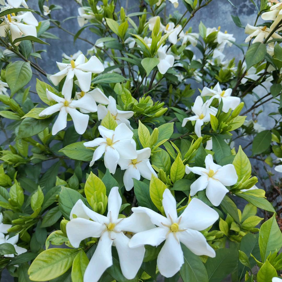 春风十里
