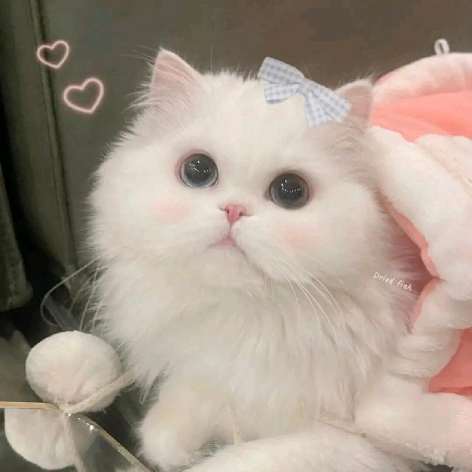 鑫鑫。。。