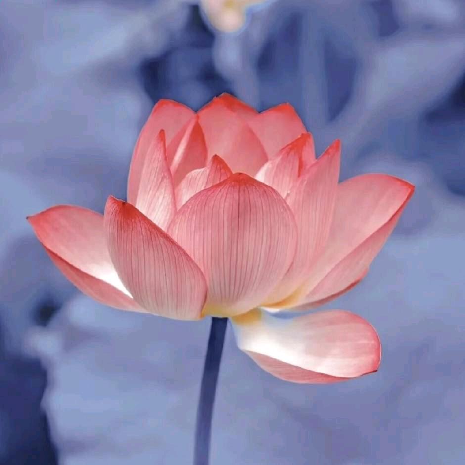 随心