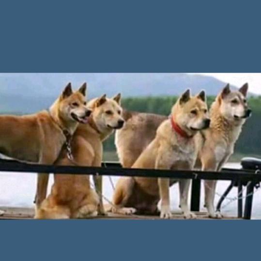 广西田园犬养殖