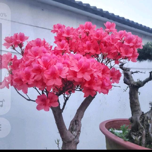 如意姐一个人的生活也庭好