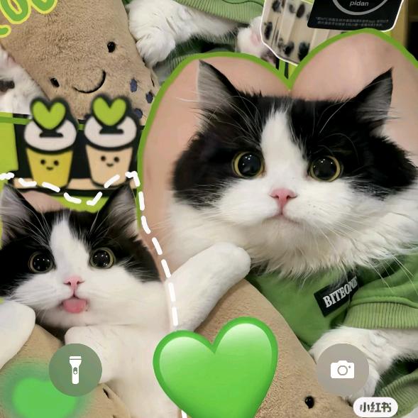 猫奴丫