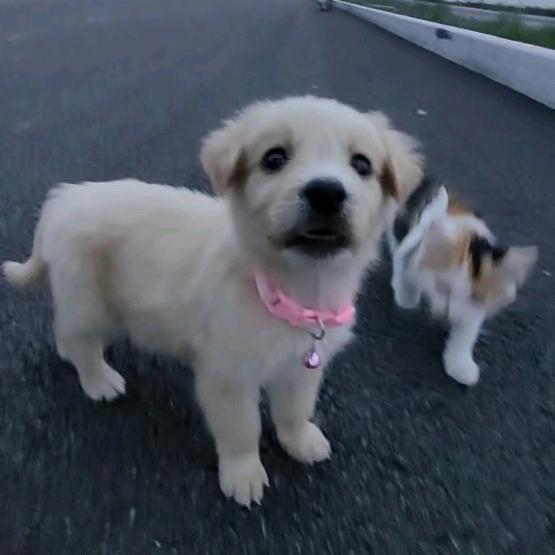 Zuzu咪🐱& 旺财🐶