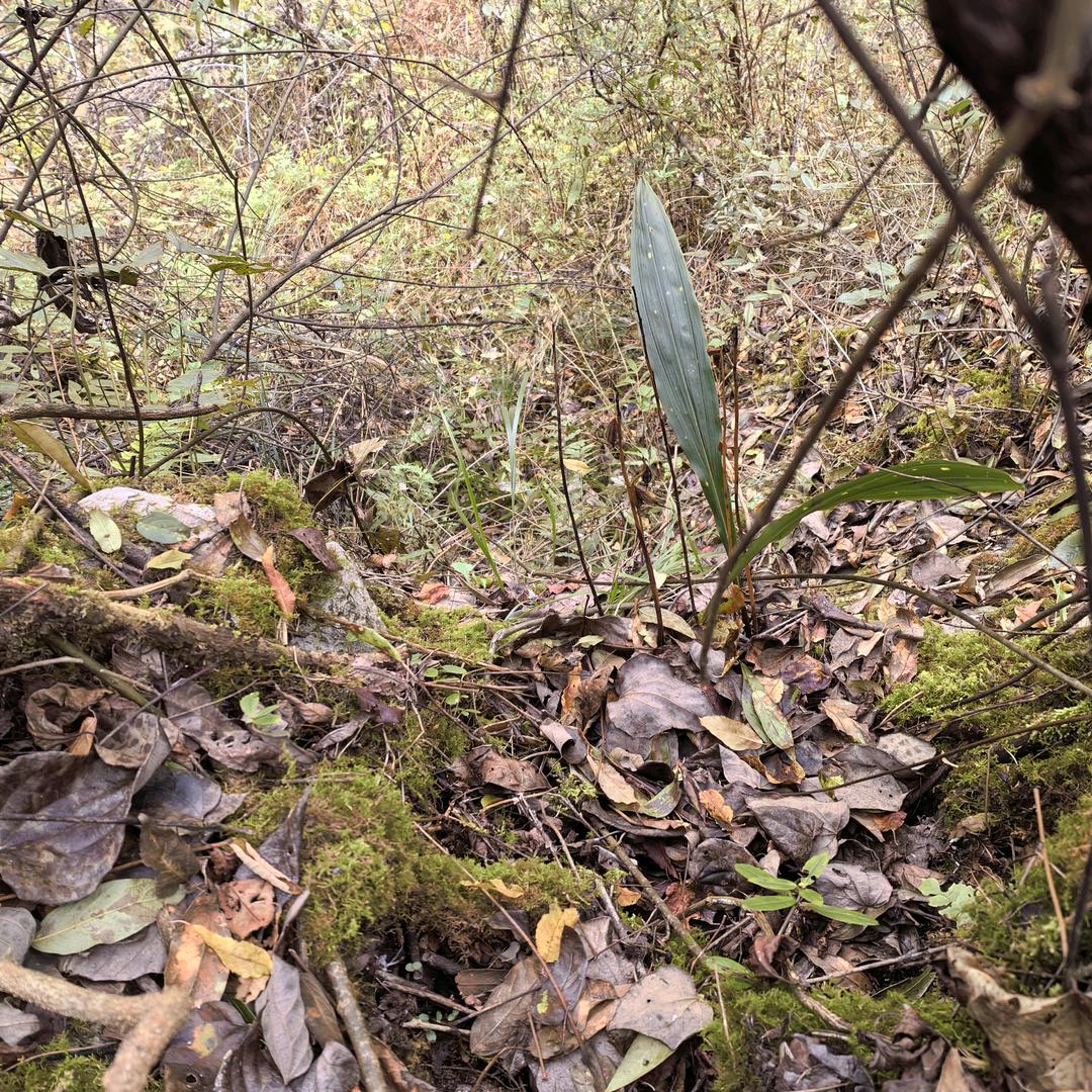 纯野生下山苗毛慈菇