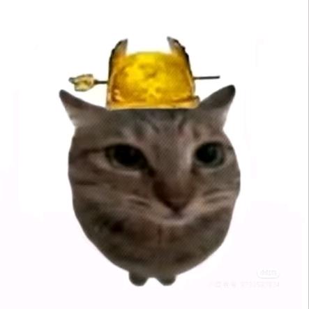 🐱