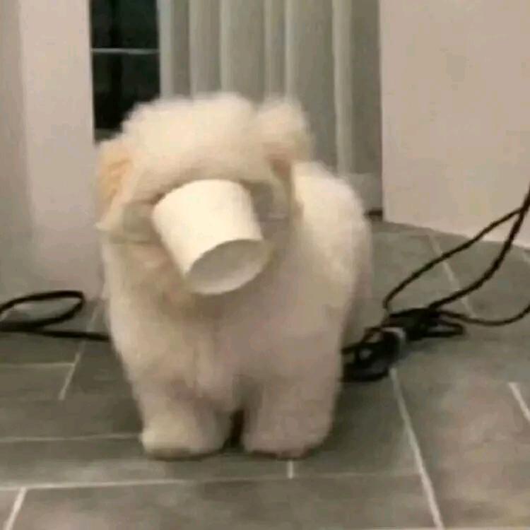 花生了什么树🌙