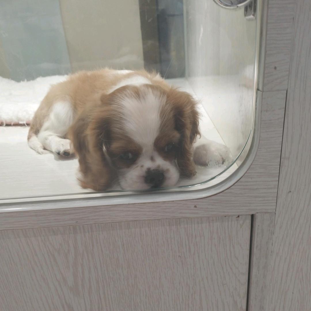 杰、
