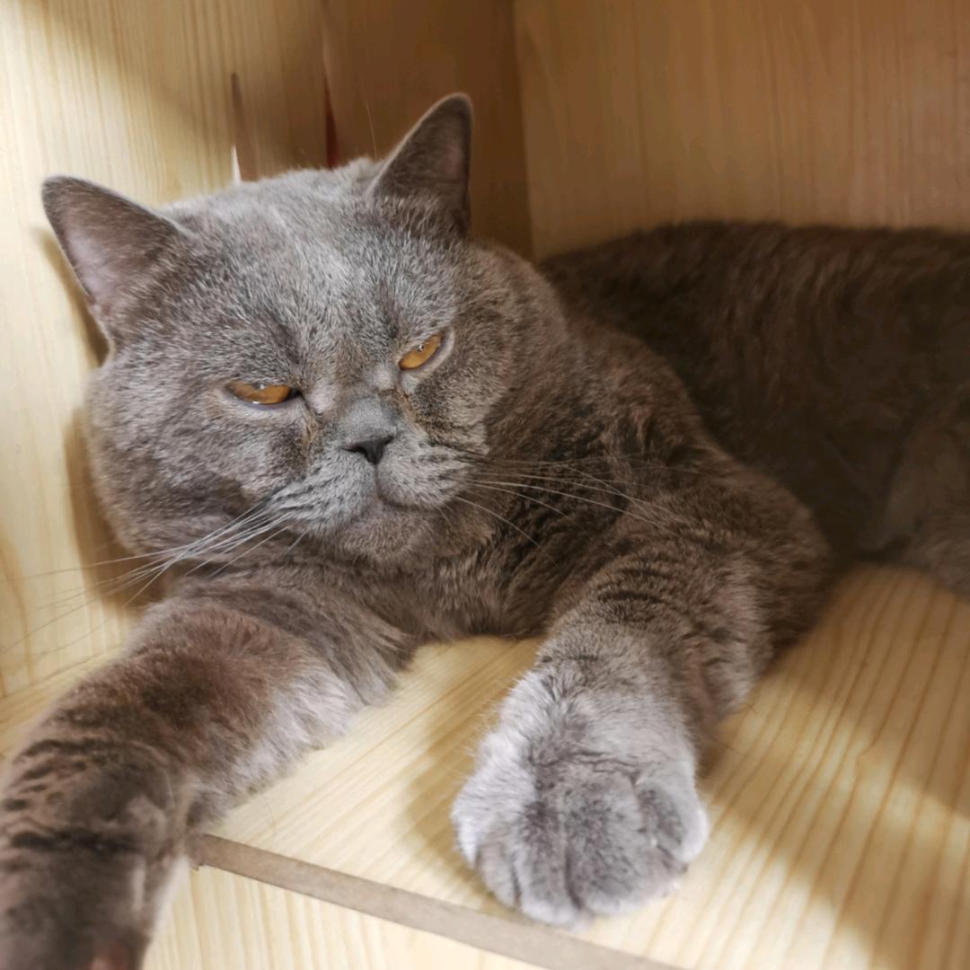 猫咪管理员