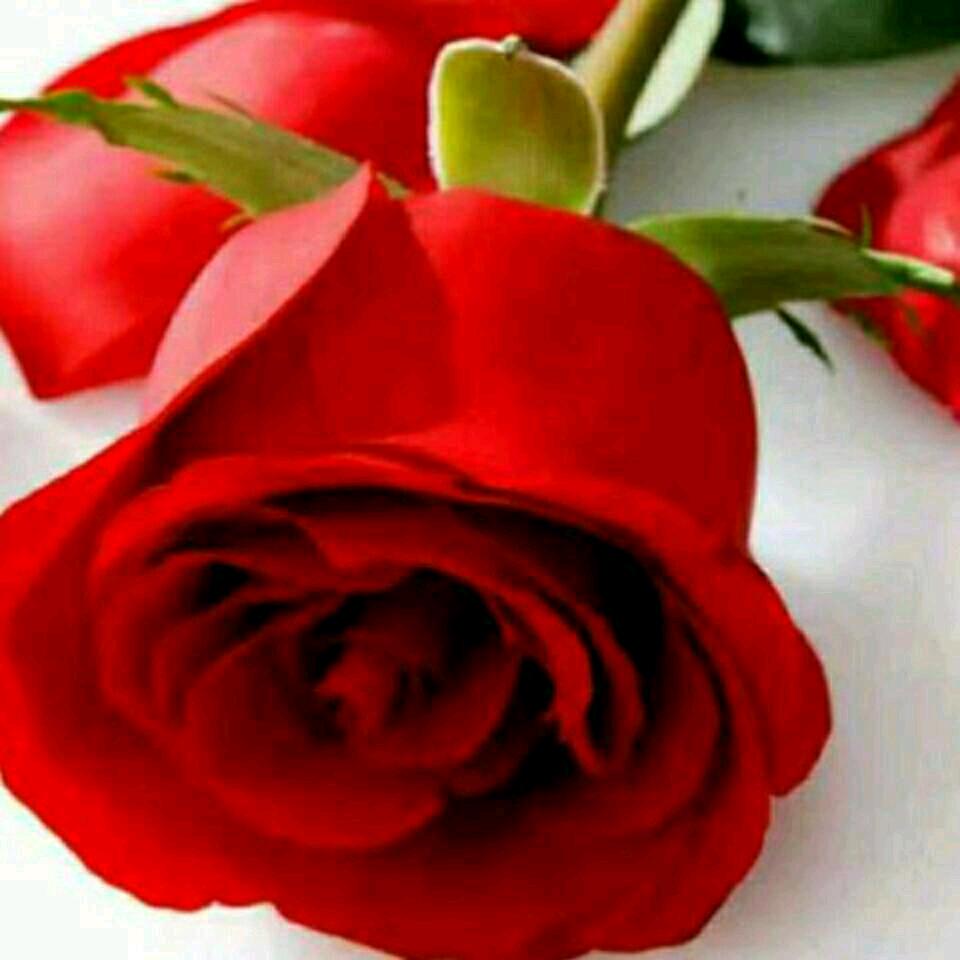 朱军🌈🌹🌹🌹