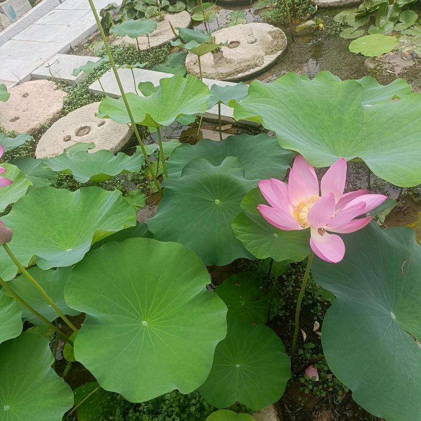 指尖轻舞