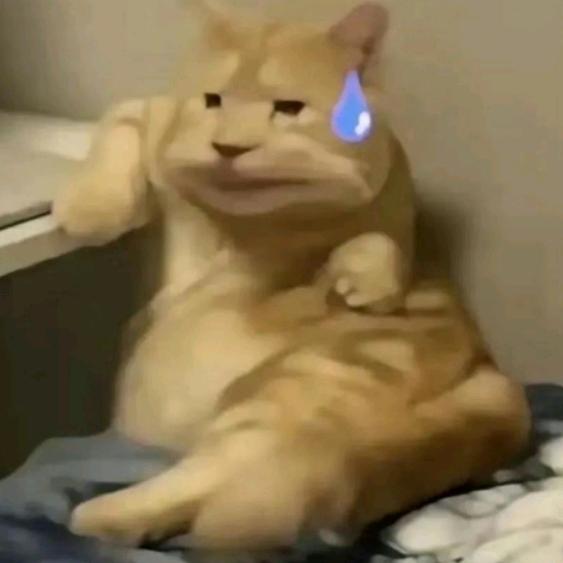 宸墨墨