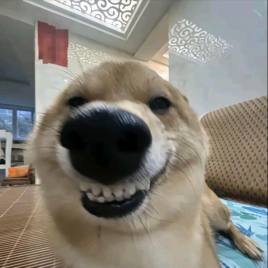 火石（轮椅之主）