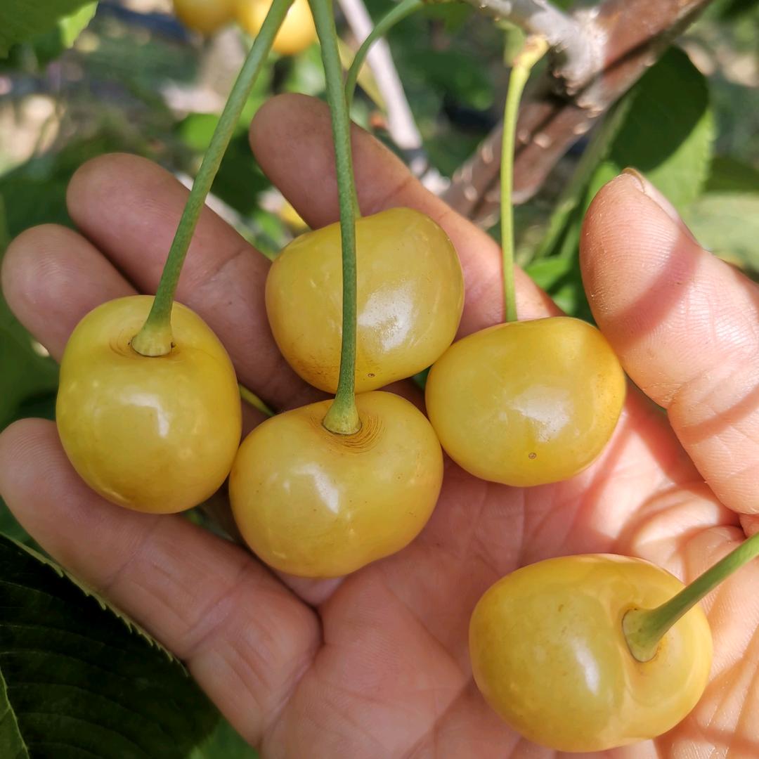 我是勤劳的小蜜蜂
