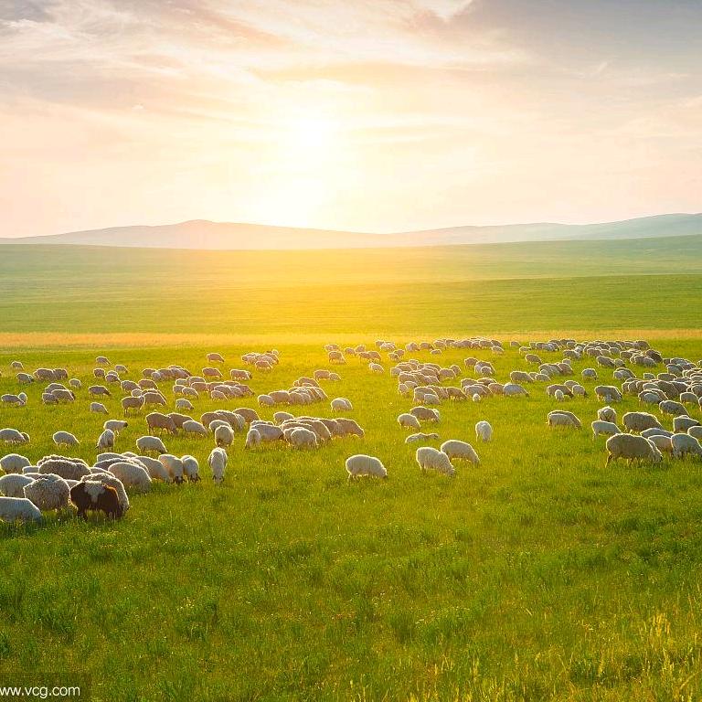 鄂尔多斯市原产高定羊绒