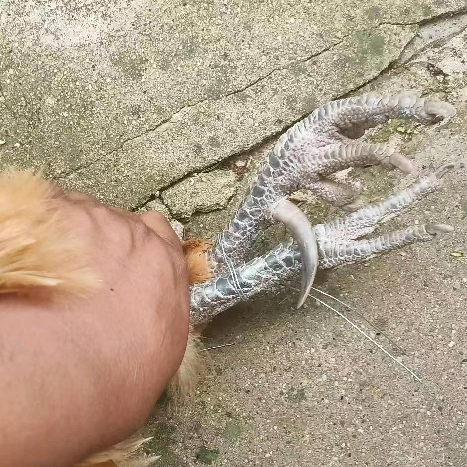 张家小菜园=临沂炒鸡