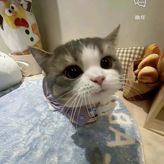 花在美也会凋谢