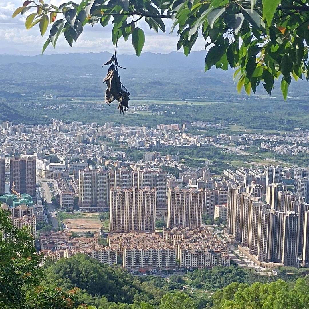 怡琪乐