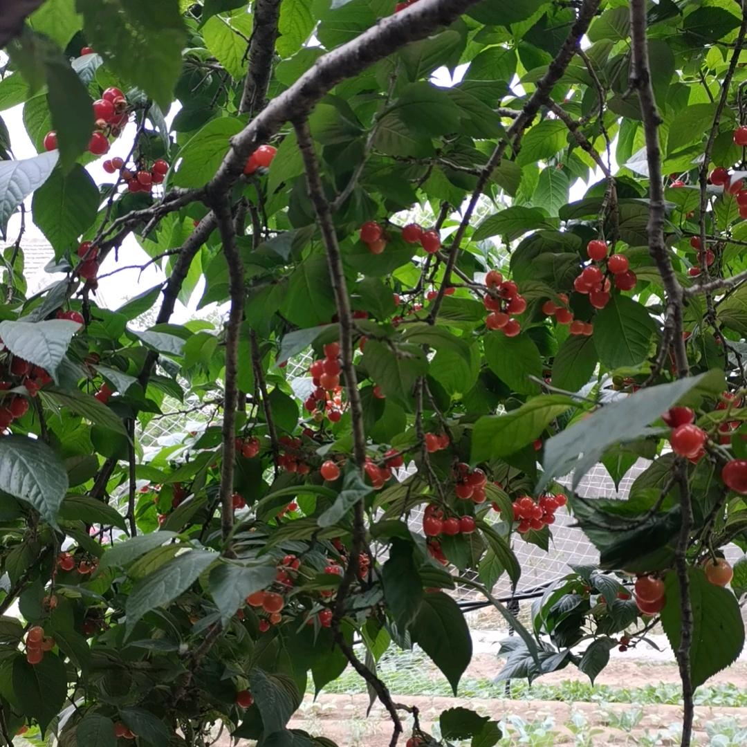 Ꭽℯ⃝桃ঞᩚ兔꧔ꦿ᭄: