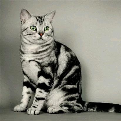 猫 猫