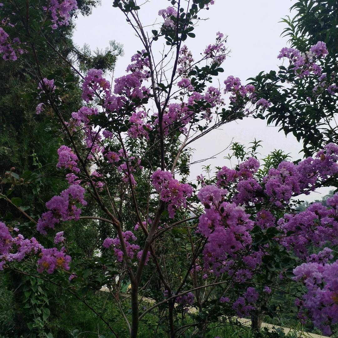 桃林：穆姐