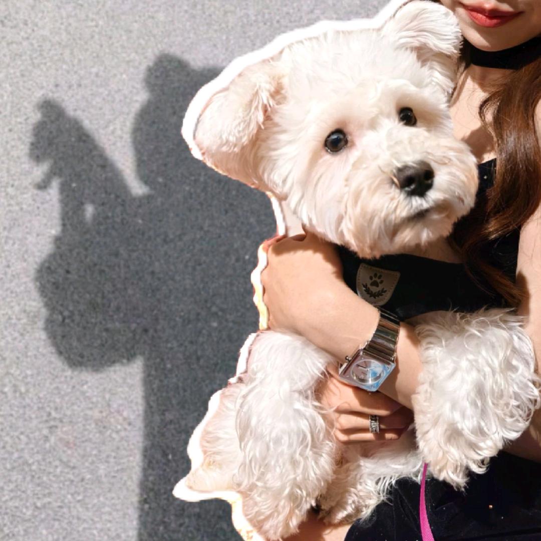 99是只白色雪纳瑞🐶