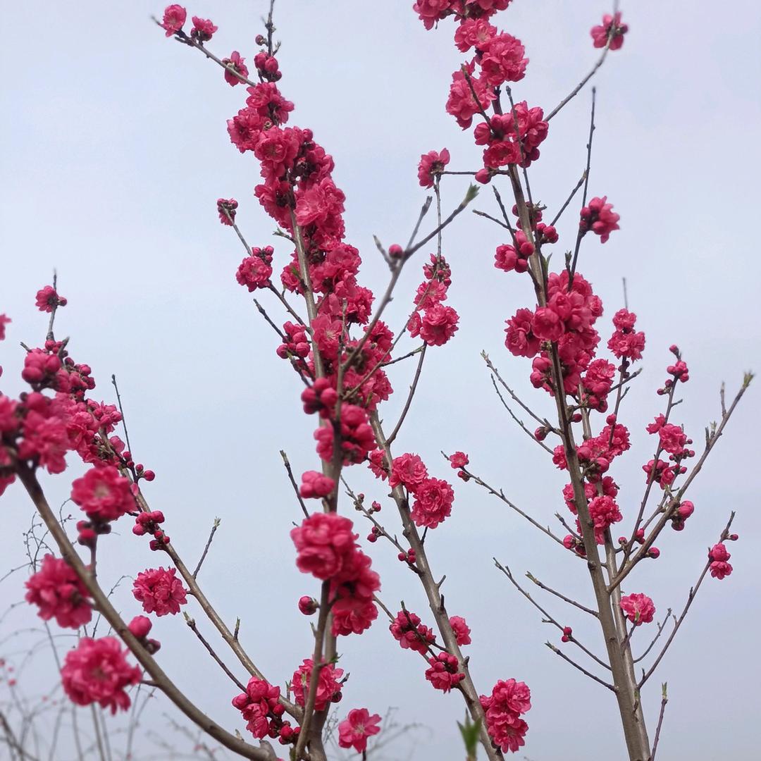 一枫