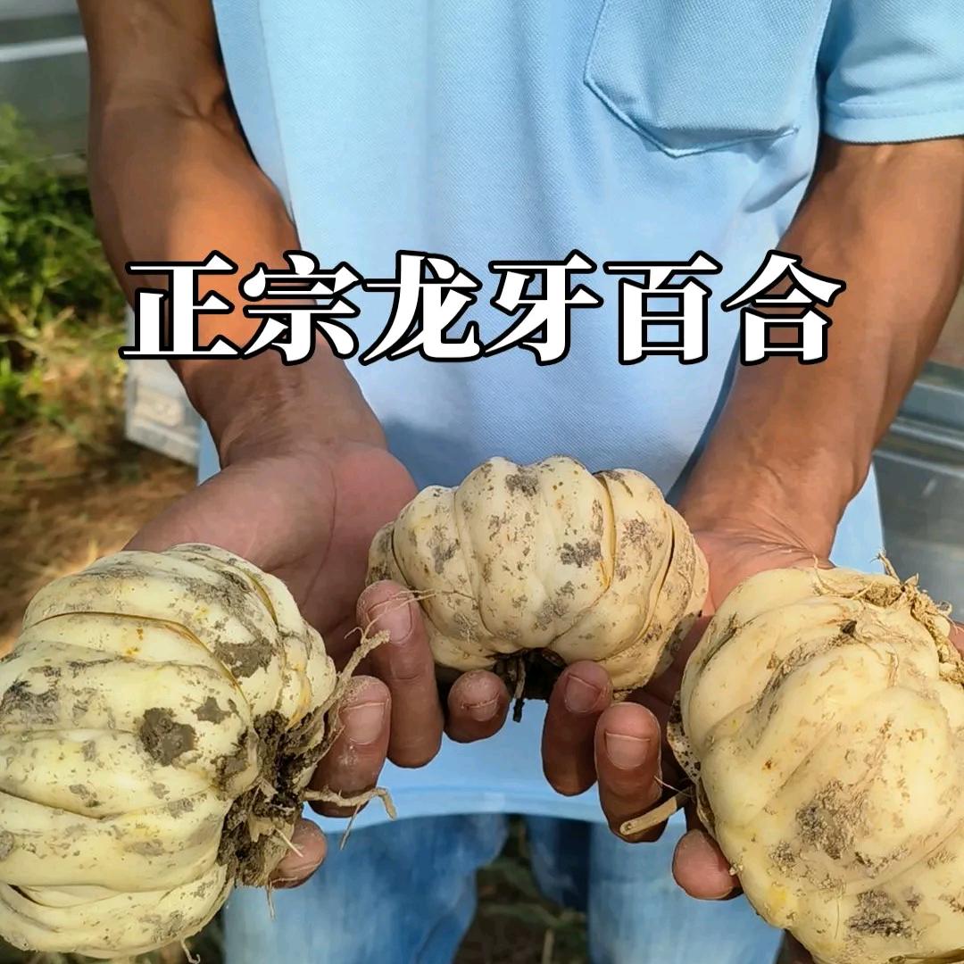 百合种植~黄金