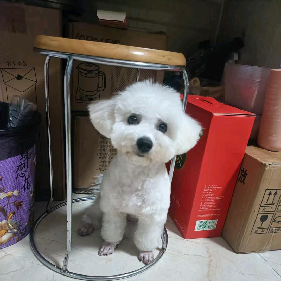 五月比熊妹妹