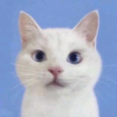 她的猫